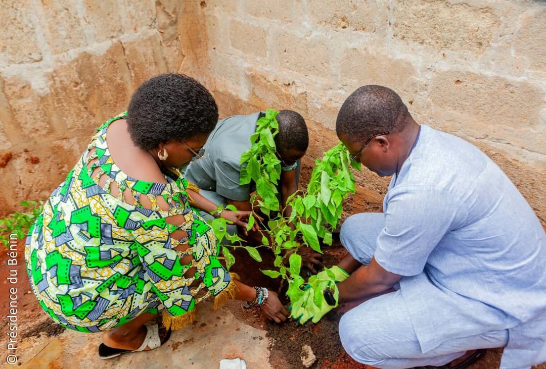 Image supplémentaire pour Le Bénin se pare de vert avec 50.000 plantes décoratives