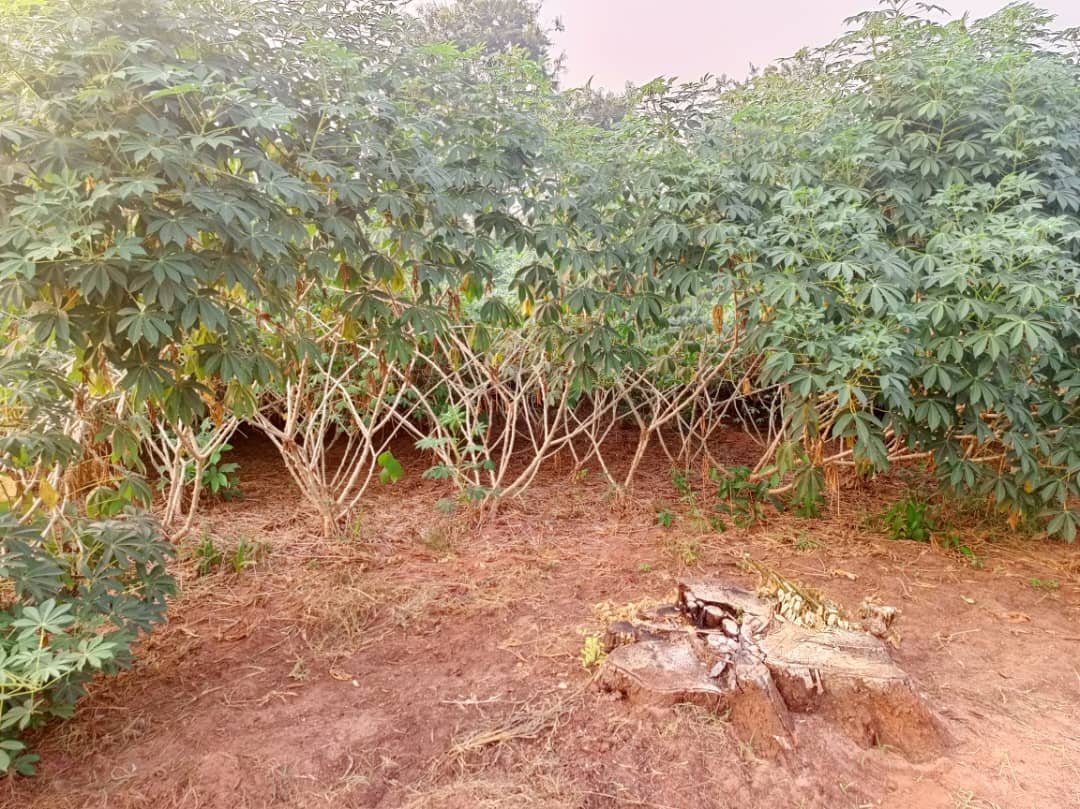 Image supplémentaire pour À Niaouli, l’agriculture prend un nouveau virage