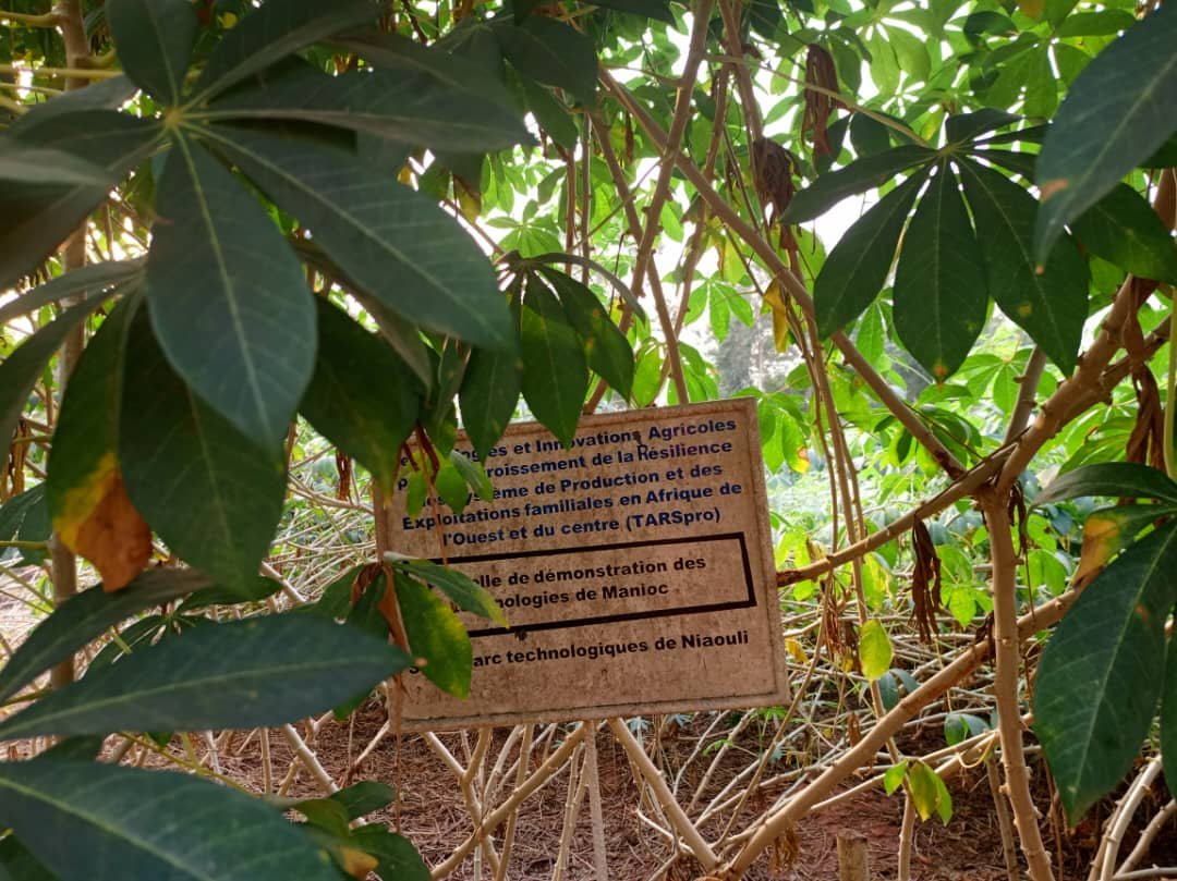 Image supplémentaire pour À Niaouli, l’agriculture prend un nouveau virage