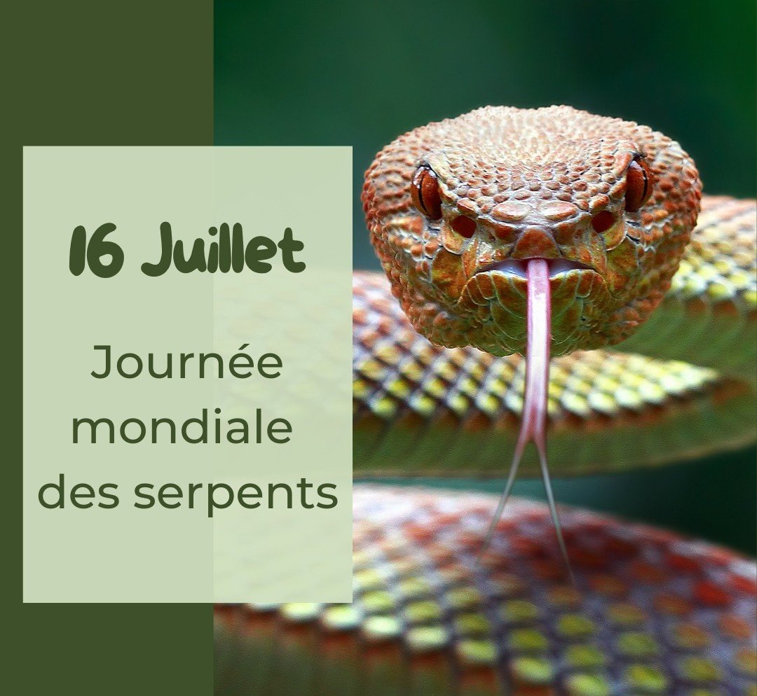 Les serpents à l’honneur ce 16 juillet