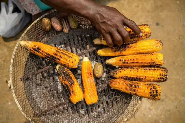 Maïs, le roi des saveurs et des saisons