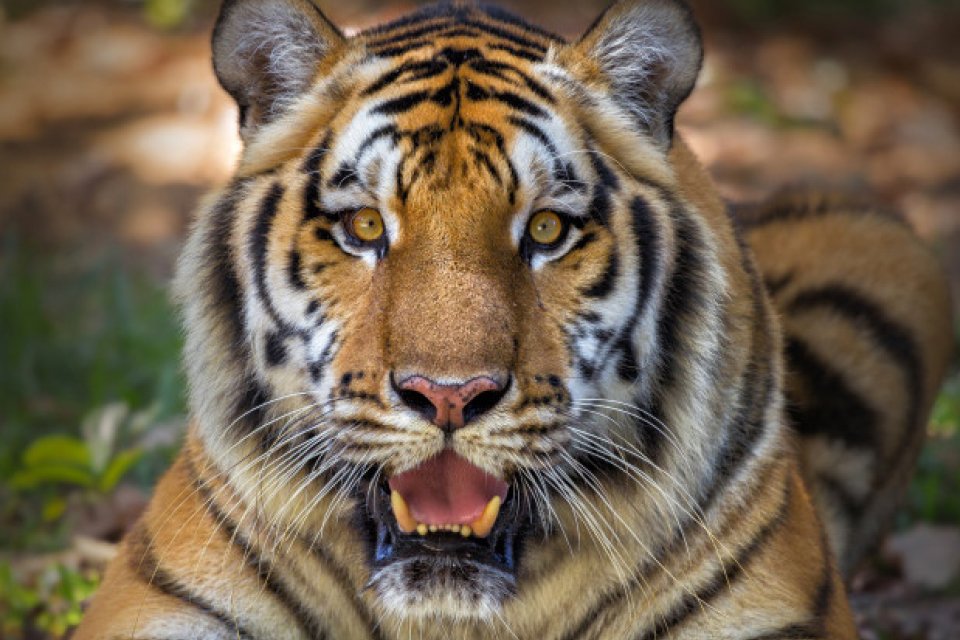Tigres : l’espoir renaît