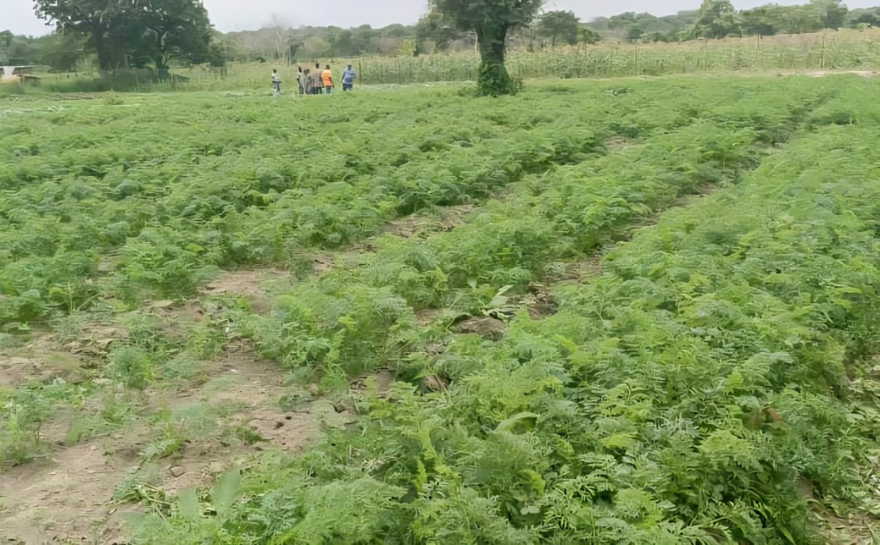 Image supplémentaire pour ATDA-VN : cap sur le riz et le maraîchage