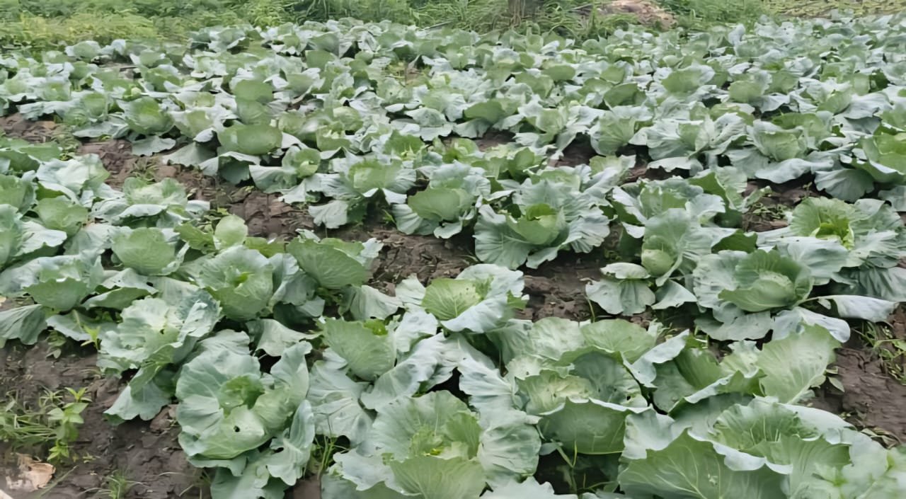 Image supplémentaire pour ATDA-VN : cap sur le riz et le maraîchage