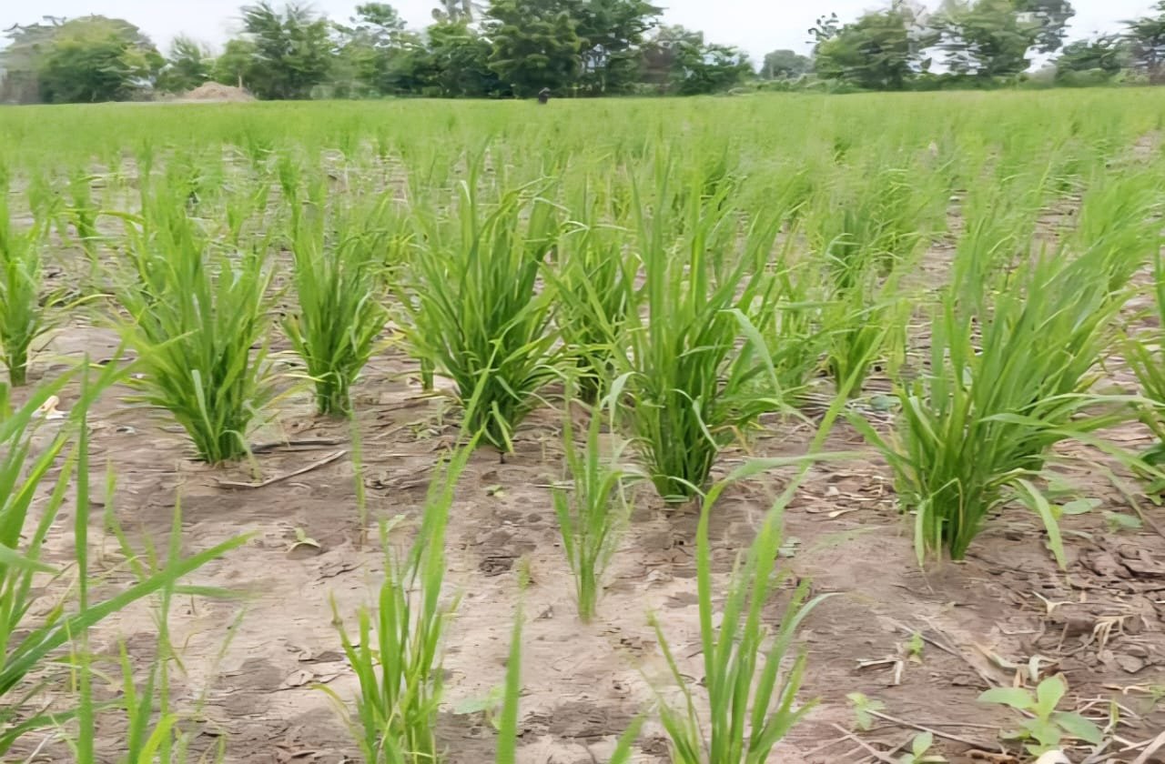 Image supplémentaire pour ATDA-VN : cap sur le riz et le maraîchage