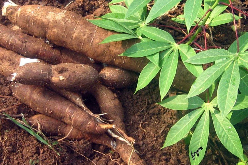 Manioc : la racine de la croissance