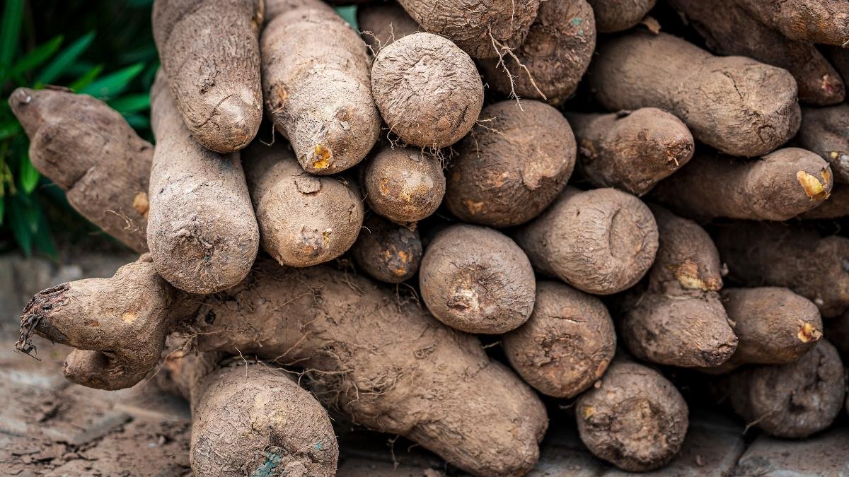 L’igname, trésor national
