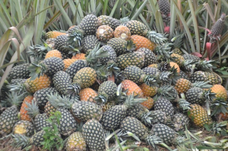 L’ananas Pain de Sucre, fierté nationale et allié santé