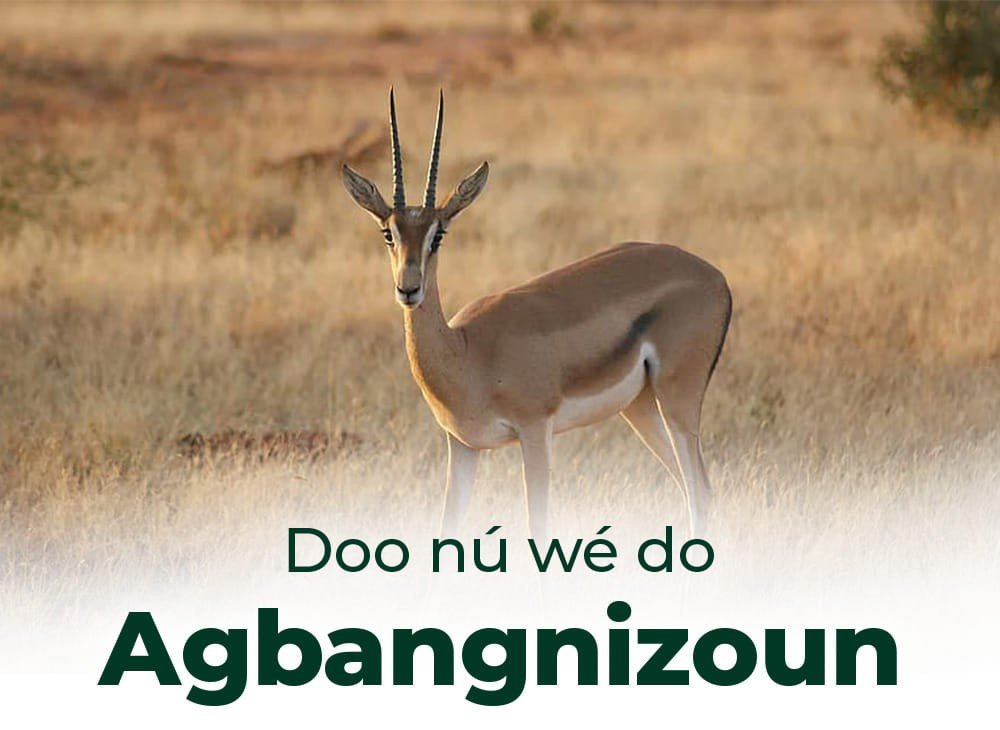 Agbangnizoun, la terre bénie des antilopes