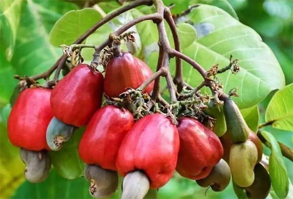 L’anarcade, un trésor économique pour le Bénin