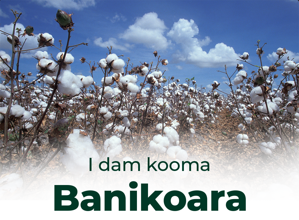 Au cœur de l’or blanc béninois