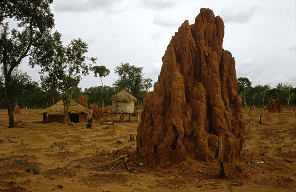 Les termites, ingénieurs invisibles de l’équilibre naturel