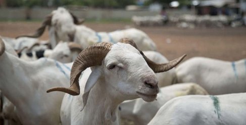 Moutons hors de prix