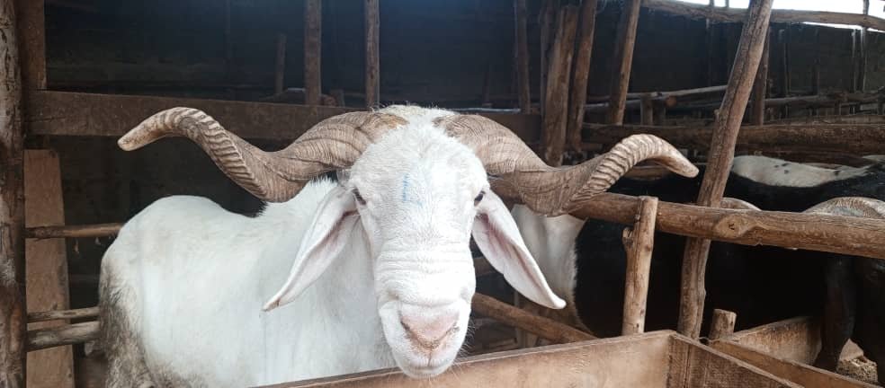 Du mouton élevé à la maison pour célébrer la fête dans la tradition
